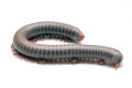 Tonkinbolus caudulanus adult